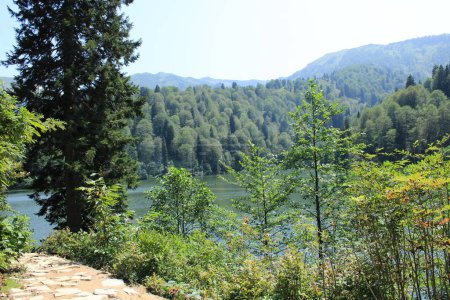 Téléchargez les photos : Forêt naturelle lac paysage photo - en image libre de droit