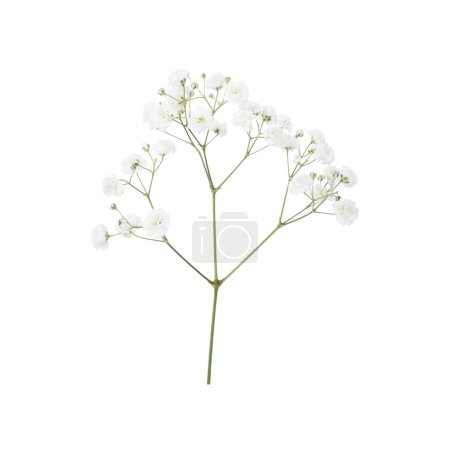 Closeup of small white gypsophila flowers isolated on white. Fresh flowers.
