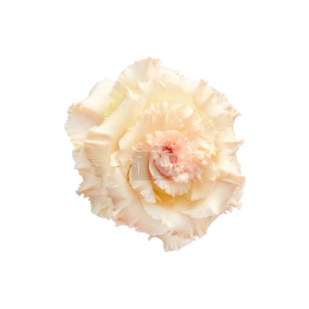 Foto de Beautiful Lisianthus flower isolated on white background. Isolated flowers. - Imagen libre de derechos