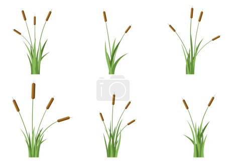 Illustration for Grass with cattail vector design illustration isolated on white background - Royalty Free Image