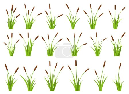 Illustration for Grass with cattail vector design illustration isolated on white background - Royalty Free Image