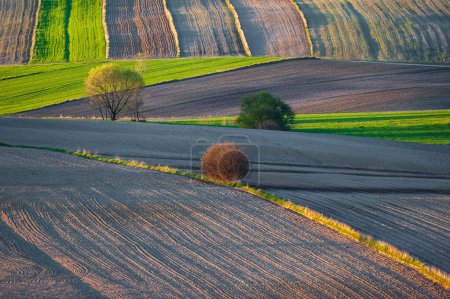 Photo for Young green cereals. Plowed fields. Ranges of fields intersected by numerous borders. Low shining sun illuminating fields, field margins, trees and bushes. Roztocze. Eastern Poland. - Royalty Free Image