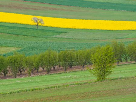 Photo for Young green cereals. Plowed fields. Blooming rapeseed.  Trees and bushes. Roztocze. Eastern Poland. - Royalty Free Image