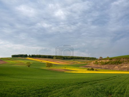 Photo for Young green cereals.  Blooming rapeseed. Low shining sun illuminating fields, Trees and bushes. Roztocze. Eastern Poland. - Royalty Free Image