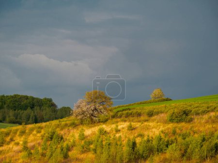Photo for Young green cereals.  Low shining sun illuminating fields, Trees and bushes. Roztocze. Eastern Poland. - Royalty Free Image
