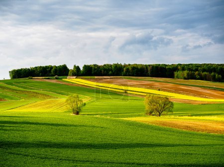 Foto de Cereales verdes jóvenes. Una colza floreciente. Bajo sol brillante que ilumina campos, árboles y arbustos. Roztocze. Polonia Oriental. - Imagen libre de derechos