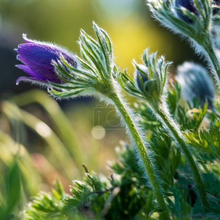 Photo for Pasque flower (Pulsatilla vulgaris). Violet flower. - Royalty Free Image