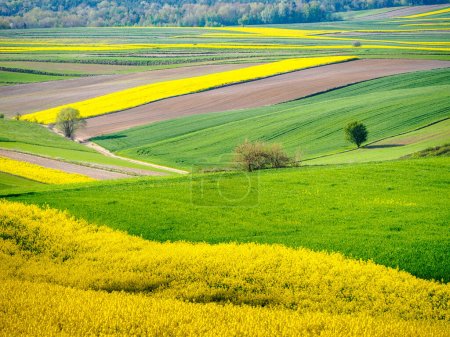 Frühling Ackerland in den Hügeln von Roztocze in Polen. Junges grünes Getreide. Blühender Raps. Die tief stehende Sonne erhellt Felder, Bäume und Sträucher. Roztocze. Ostpolen.