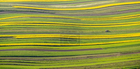Photo for Spring farmland in the hills of Roztocze in Poland.  Young green cereals.  Blooming rapeseed. Low shining sun illuminating fields, Trees and bushes. Roztocze. Eastern Poland. - Royalty Free Image