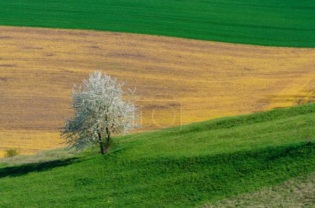 Photo for Blooming tree and green hills in moravia - Royalty Free Image