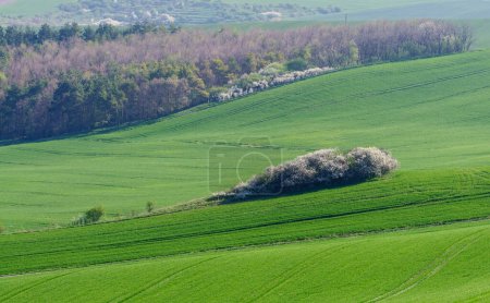 Photo for Green hills in moravia - Royalty Free Image