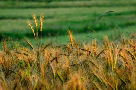 Photo for In the foreground ripening grain ears. Green fields in the background. - Royalty Free Image