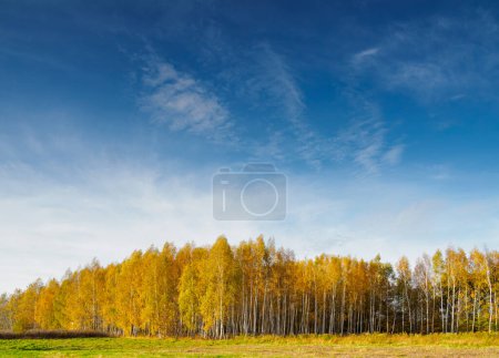 Photo for View of the autumn birch grove against the blue sky. Trees covered with yellow leaves. - Royalty Free Image