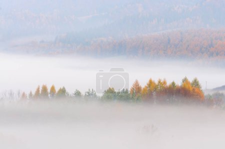 Photo for Autumn trees covered with yellow leaves illuminated by the sun shrouded in morning fog. - Royalty Free Image