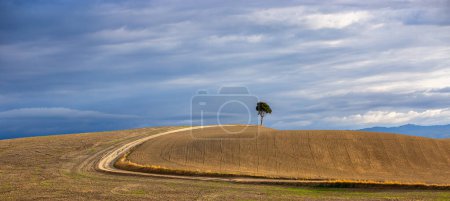 Photo for Lonely tree on a plowed field in Tuscany, Italy - Royalty Free Image