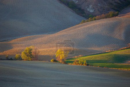 Photo for Rolling farmland in Tuscany. Beautiful light of the setting sun. - Royalty Free Image