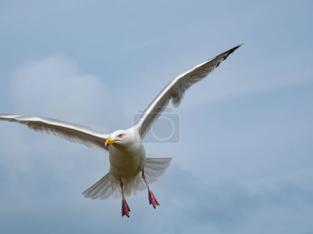 Photo for Herring gull (Larus argentatus) in flight - Royalty Free Image