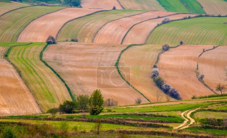 Photo for Landscape. Agricultural fields in spring. Roztocze. Poland. - Royalty Free Image