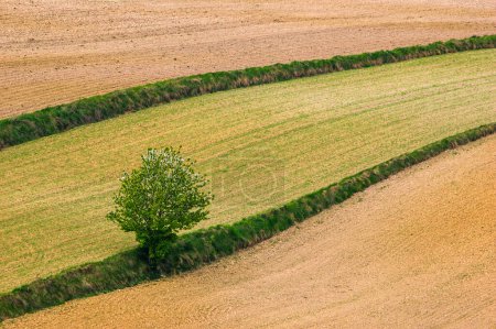 Landscape. Agricultural fields  in spring. Roztocze. Poland.