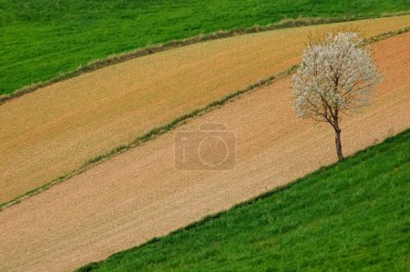 Landscape. Agricultural fields in spring. Roztocze. Poland.