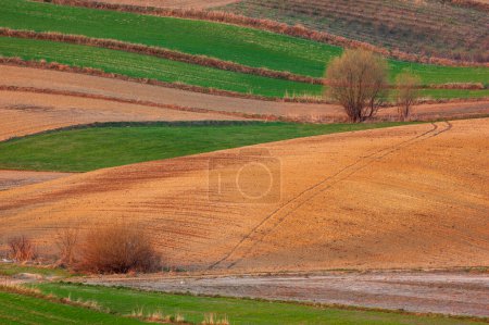 Photo for Landscape. Agricultural fields  in spring. Roztocze. Poland. - Royalty Free Image