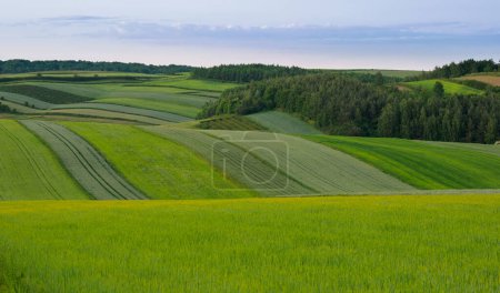 Paysage. Champs agricoles en été. Roztocze. Pologne.