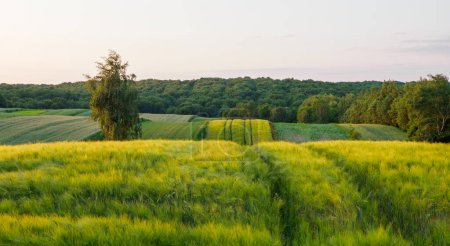 Paysage. Champs agricoles en été. Roztocze. Pologne.