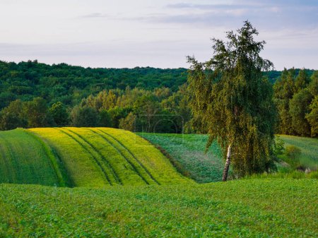 Landscape. Agricultural fields  in summer. Roztocze. Poland.