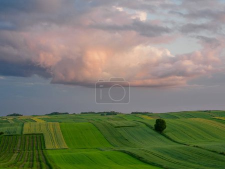 Paisaje. Campos agrícolas en verano. Roztocze. Polonia.