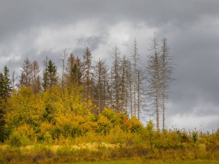 Photo for Autumn Mountain Landscape. Dramatic sky. In the foreground autumn's trees. Zilina Region. Liptovske Matiasovce. Slovakia - Royalty Free Image