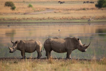 Téléchargez les photos : Mother and calf white or square-lipped rhinoceros, Ceratotherium simum, walking away after drinking from the lake - en image libre de droit