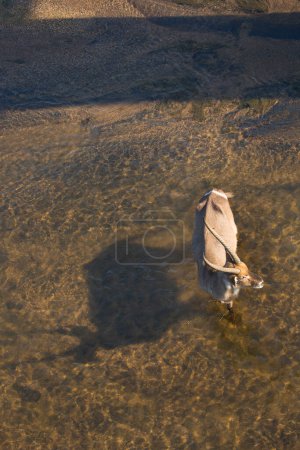 Téléchargez les photos : Bouc d'eau mâle, Kobus ellipsiprymnus, marchant dans la rivière - en image libre de droit