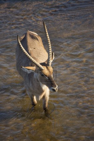 Foto de Pato acuático macho, Kobus ellipsiprymnus, caminando por el río - Imagen libre de derechos