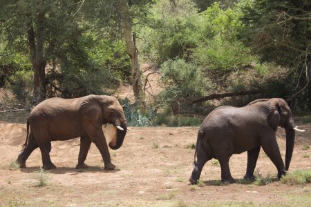 Photo for African elephants in savanna dry season - Royalty Free Image