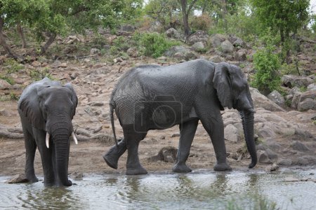 Téléchargez les photos : Éléphants d'Afrique sur la rive du fleuve - en image libre de droit
