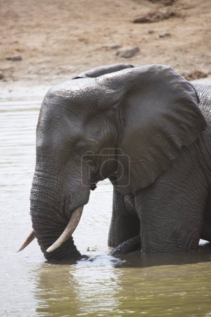 Téléchargez les photos : Éléphant d'Afrique eau potable dans la rivière - en image libre de droit