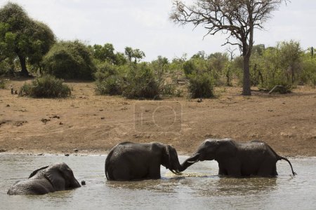 Photo for African elephants drinking water in river - Royalty Free Image