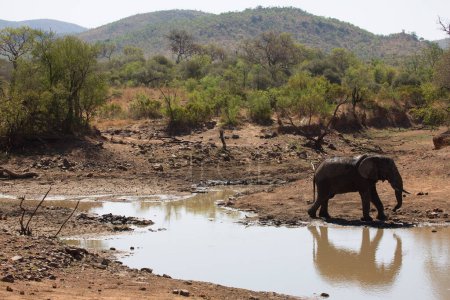 Téléchargez les photos : African elephant walking by the river in savannah - en image libre de droit
