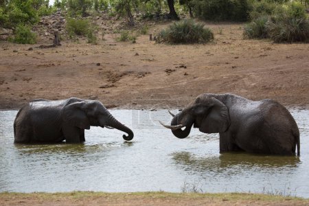 Photo for African elephants drinking water in river - Royalty Free Image