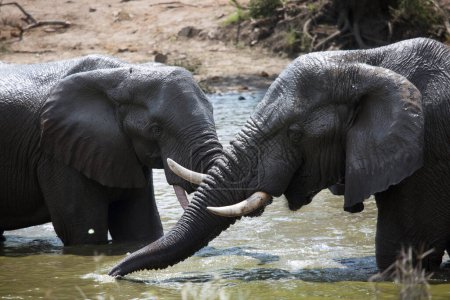 Téléchargez les photos : Éléphants d'Afrique eau potable dans la rivière - en image libre de droit