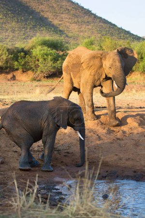 Téléchargez les photos : African elephants near river in savanna - en image libre de droit