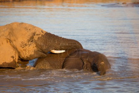 Téléchargez les photos : Éléphants d'Afrique dans l'eau des rivières - en image libre de droit