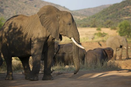 Téléchargez les photos : African elephants in dry savanna - en image libre de droit