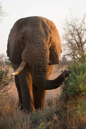 Téléchargez les photos : Grand éléphant africain en savane - en image libre de droit