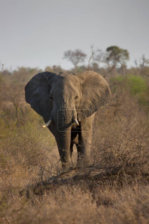 Téléchargez les photos : Grand éléphant africain en savane - en image libre de droit