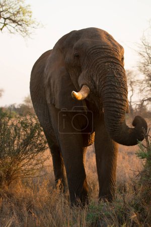 Photo for Big african elephant in savanna - Royalty Free Image