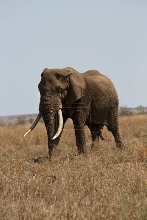 Foto de Big african elephant in savanna - Imagen libre de derechos