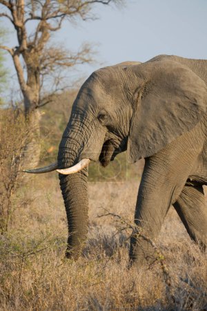 Téléchargez les photos : Big african elephant in savanna - en image libre de droit