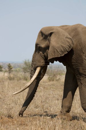 Foto de Elefante africano grande en sabana - Imagen libre de derechos