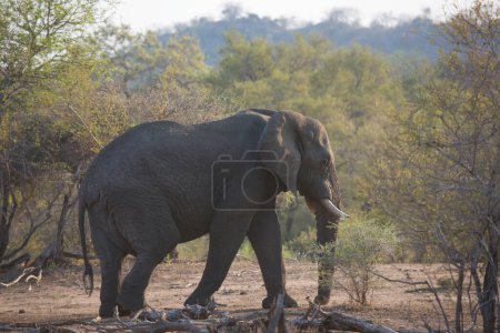 Photo for Big african elephant in savanna - Royalty Free Image